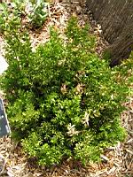 Petit houx ou Fragon epineux - Ruscus Aculeatus L. (fam Liliacees) (Europe, Asie occidentale) (1) (Photo F. Mrugala)